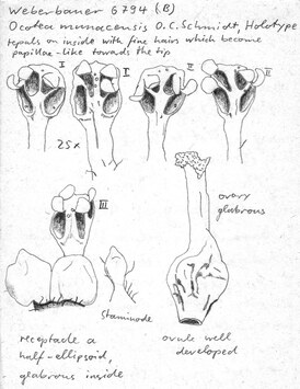 Vorschaubild Ocotea munacensis O.C. Schmidt